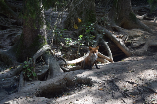 Fox